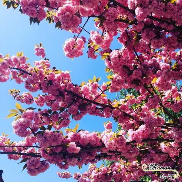 Activité enfants - Peindre une branche de cerisier japonais - Asie - Encre soufflée et peinture au papier bulles - - fleurs roses - Créatif - Arts visuels - mslf