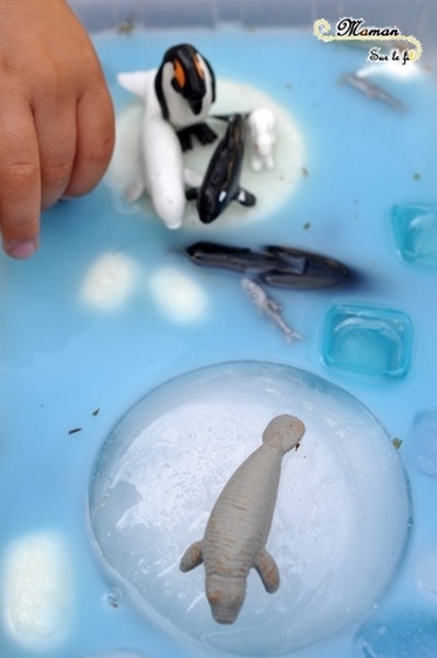 Actiivté enfants - invitation à jouer - plateau et bac sensoriel - Banquise avec glaçons de lait blancs et bleus - eau bleue - Pingouins, phoque, glace et neige - mslf