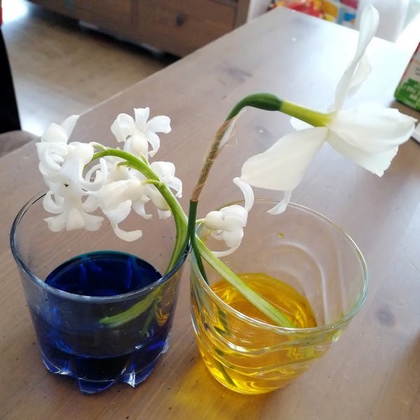 Activité enfants - Colorer des fleurs - expérience observationd du monde du vivant - Créer une fleur bicolore - Printemps avec paquerette narcisse ou jonquille - mslf