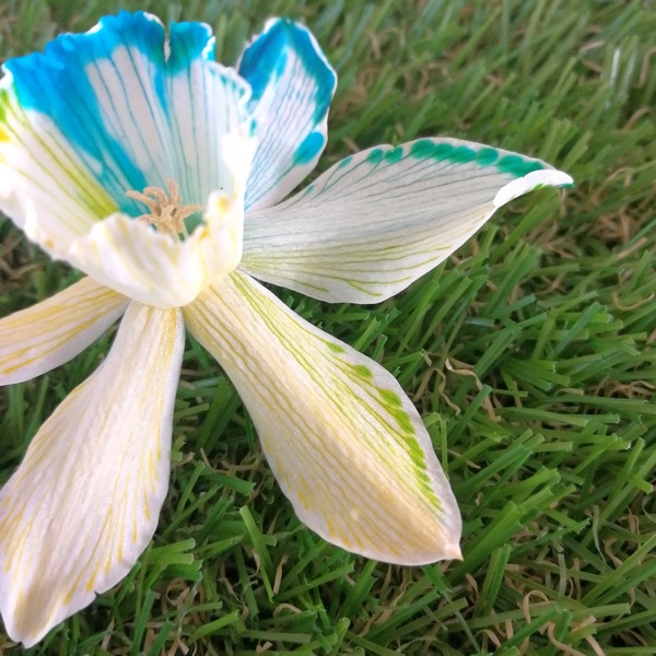 Activité enfants - Colorer des fleurs - expérience observationd du monde du vivant - Créer une fleur bicolore - Printemps avec paquerette narcisse ou jonquille - mslf