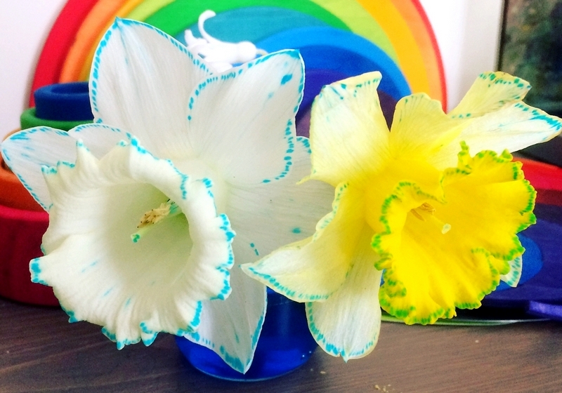 Activité enfants - Colorer des fleurs - expérience observationd du monde du vivant - Créer une fleur bicolore - Printemps avec paquerette narcisse ou jonquille - mslf