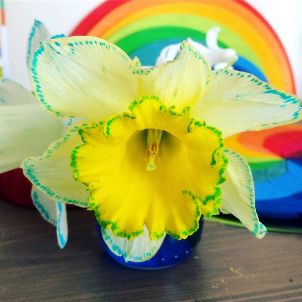 Activité enfants - Colorer des fleurs - expérience observationd du monde du vivant - Créer une fleur bicolore - Printemps avec paquerette narcisse ou jonquille - mslf