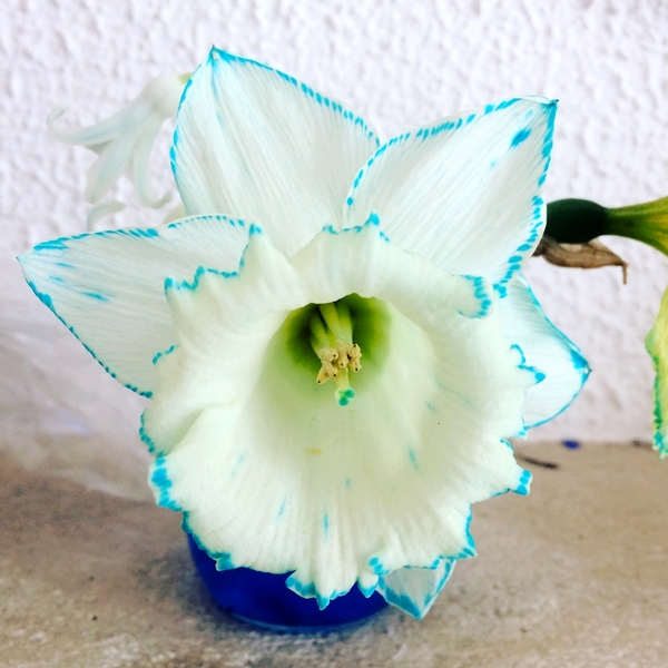 Activité enfants - Colorer des fleurs - expérience observationd du monde du vivant - Créer une fleur bicolore - Printemps avec paquerette narcisse ou jonquille - mslf