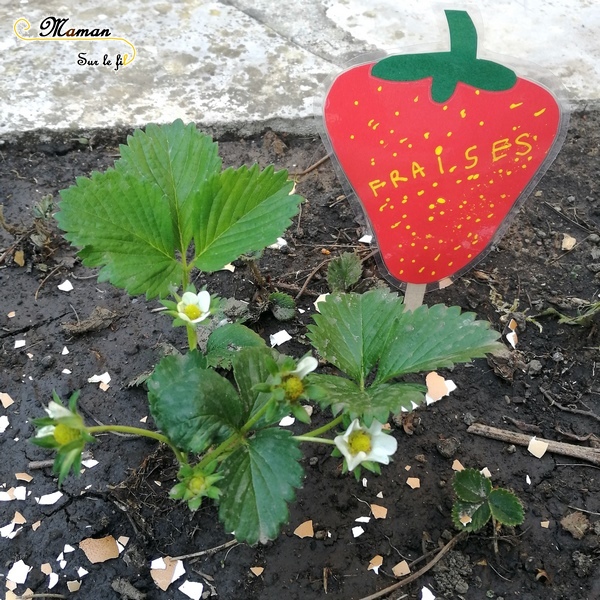 Fabriquer des pancartes pour le potager - affiche légumes et fruits - papier - découpage collage écriture aux feutres activité manuelle enfants