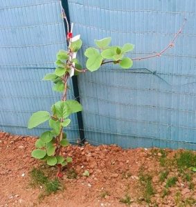 Participations RV Sur Le Fil Mai - Rendez-vous au potager - Fruits et légumes - activités enfants - lecture - jeux - mslf