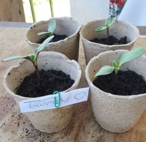 Participations RV Sur Le Fil Mai - Rendez-vous au potager - Fruits et légumes - activités enfants - lecture - jeux - mslf