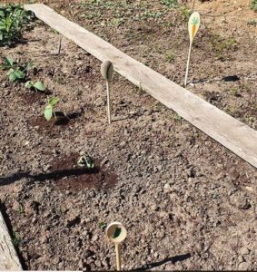 Participations RV Sur Le Fil Mai - Rendez-vous au potager - Fruits et légumes - activités enfants - lecture - jeux - mslf