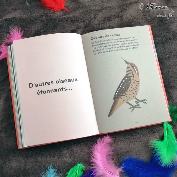 Livre enfants - Documentaire et imagier sur les oiseaux : Ornithorama des éditions Helvetiq - Encyclopédie diaporama des oiseaux communs - comment les reconnaitre - observation - avis et test - mslf