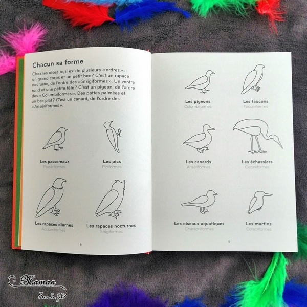 Livre enfants - Documentaire et imagier sur les oiseaux : Ornithorama des éditions Helvetiq - Encyclopédie diaporama des oiseaux communs - comment les reconnaitre - observation - avis et test - mslf