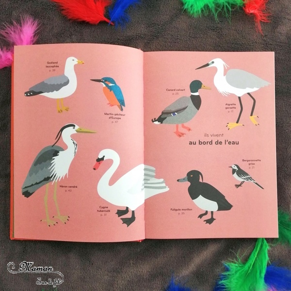 Livre enfants - Documentaire et imagier sur les oiseaux : Ornithorama des éditions Helvetiq - Encyclopédie diaporama des oiseaux communs - comment les reconnaitre - observation - avis et test - mslf