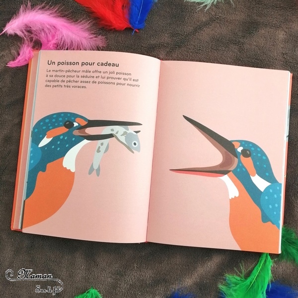 Livre enfants - Documentaire et imagier sur les oiseaux : Ornithorama des éditions Helvetiq - Encyclopédie diaporama des oiseaux communs - comment les reconnaitre - observation - avis et test - mslf