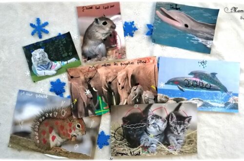 Activité créative enfants - Décorer et dessiner sur des photos d'animaux pour créer une carte de voeux DIY pour les maitresses - Travailler le graphisme et le dessin en s'amusant - imagination, simplicité et humour - Fait Maison - Joyeux noël bonnes fêtes - Arts visuels - maternelle et élémentaire - mslf