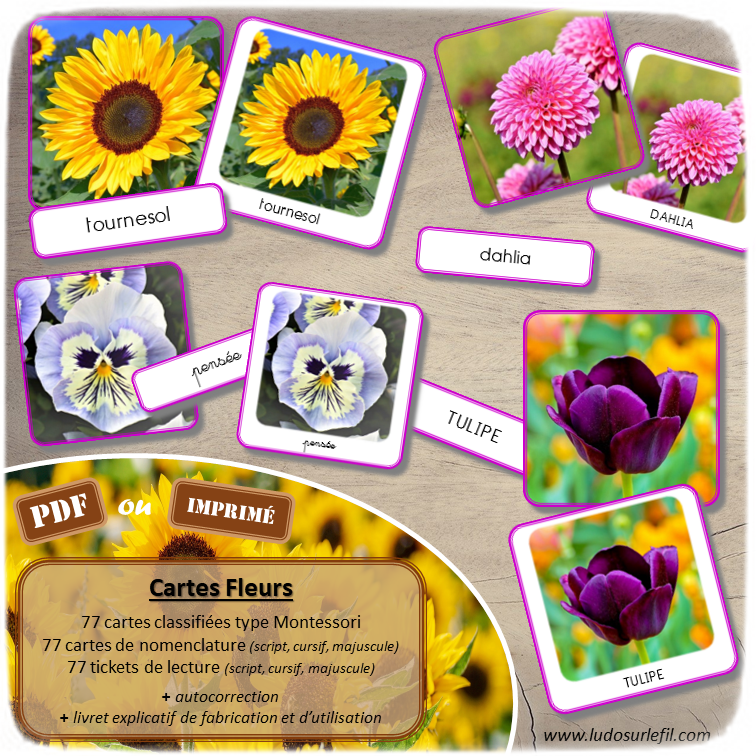 Jeu de cartes type Montessori (classifiées et de nomenclature) - Fleurs et Plantes - connues et moins connues - Jardin, balcon, exotique, champs - Photos réelles - Autocorrection au dos (noms pour lecteurs, symboles pour non lecteur) - 3 graphies disponibles - Script, majuscule, cursif - Document PDF à télécharger et imprimer ou jeu imprimé - Printemps, nature et végétaux - 77 cartes - Tickets de lecture - atelier autocorrectif maternelle élémentaire - Cycle 1 ou 2 - discrimination visuelle, observation, culture générale, lecture de mots, langage oral, lexique - lslf