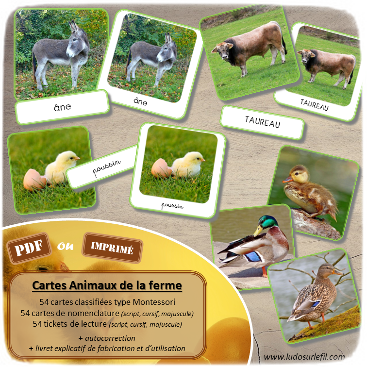 Jeu de cartes type Montessori (classifiées et de nomenclature) - Animaux de la ferme - équidés, bovins, ovins, basse-cour, oiseaux, domestiques... - connus et moins connus - Par famille : mâle reproducteur, femelle, petit ou bébé - ajout du nom générique - Photos réelles avec fond - Autocorrection au dos (noms pour lecteurs, symboles pour non lecteurs) - 3 graphies disponibles - Script, majuscule, cursif - Document PDF à télécharger et imprimer ou jeu imprimé - Classification - 54 cartes - Tickets de lecture - atelier autocorrectif maternelle élémentaire - Cycle 1 ou 2 - discrimination visuelle, observation, culture générale, lecture de mots, langage oral, lexique - lslf