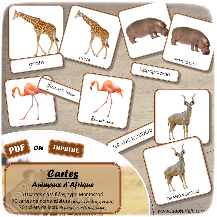 Jeu de cartes type Montessori (classifiées et de nomenclature) - Animaux d'Afrique, de la savane et du désert - Mammifères, félins, antilopes, oiseaux, insectes... - Photos sur fond blanc - Autocorrection au dos (noms pour lecteurs, symboles pour non lecteur) - 3 graphies disponibles - Script, majuscule, cursif - Document PDF à télécharger et imprimer ou jeu imprimé - 70 cartes - Tickets de lecture - atelier autocorrectif maternelle élémentaire - Cycle 1 ou 2 - discrimination visuelle, observation, culture générale, lecture de mots, langage oral, lexique - thème été - lslf
