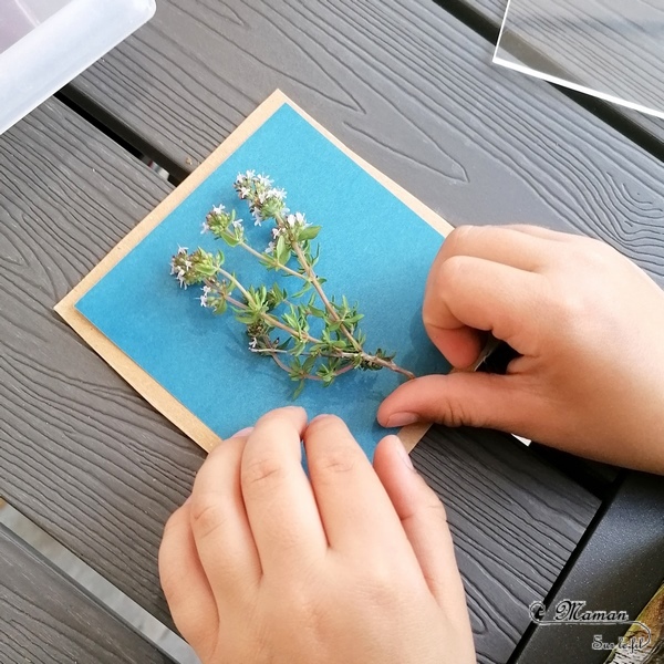 Découvrir la technique du cyanotype - Impression soleil - Papiers photosensibles - Utiliser la nature et le soleil pour créer de petits tableaux bleus cyan - Décorations DIY Chambre enfants - Fleurs, végétations, fougères - Kit Sunprint - Météo et été - Expérience et sciences enfants - - activité créative et manuelle enfants - Bricolage Eté - Tutoriel - Arts visuels, projet collaboratif maternelle et élémentaire - Cycles 1 et 2 - mslf