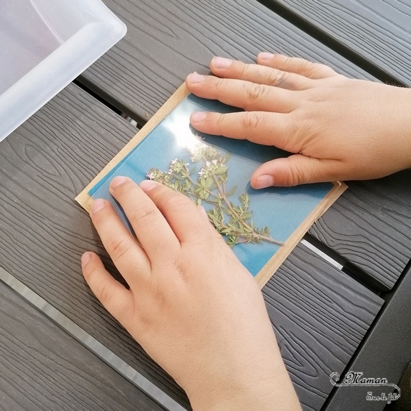 Découvrir la technique du cyanotype - Impression soleil - Papiers photosensibles - Utiliser la nature et le soleil pour créer de petits tableaux bleus cyan - Décorations DIY Chambre enfants - Fleurs, végétations, fougères - Kit Sunprint - Météo et été - Expérience et sciences enfants - - activité créative et manuelle enfants - Bricolage Eté - Tutoriel - Arts visuels, projet collaboratif maternelle et élémentaire - Cycles 1 et 2 - mslf