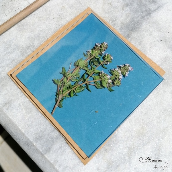 Découvrir la technique du cyanotype - Impression soleil - Papiers photosensibles - Utiliser la nature et le soleil pour créer de petits tableaux bleus cyan - Décorations DIY Chambre enfants - Fleurs, végétations, fougères - Kit Sunprint - Météo et été - Expérience et sciences enfants - - activité créative et manuelle enfants - Bricolage Eté - Tutoriel - Arts visuels, projet collaboratif maternelle et élémentaire - Cycles 1 et 2 - mslf