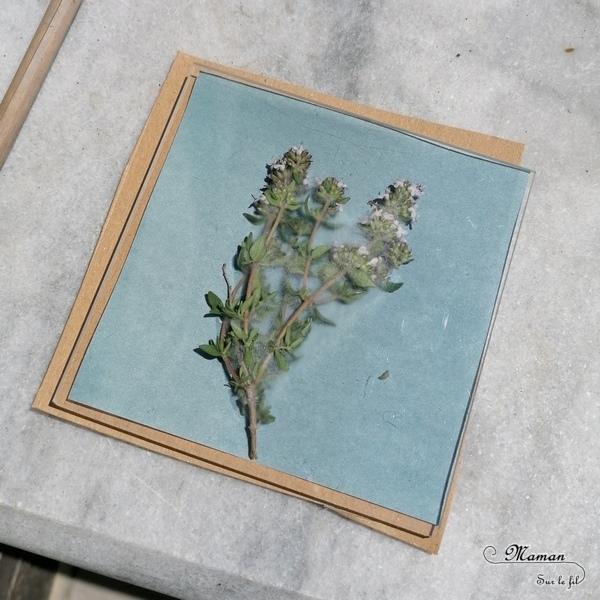 Découvrir la technique du cyanotype - Impression soleil - Papiers photosensibles - Utiliser la nature et le soleil pour créer de petits tableaux bleus cyan - Décorations DIY Chambre enfants - Fleurs, végétations, fougères - Kit Sunprint - Météo et été - Expérience et sciences enfants - - activité créative et manuelle enfants - Bricolage Eté - Tutoriel - Arts visuels, projet collaboratif maternelle et élémentaire - Cycles 1 et 2 - mslf