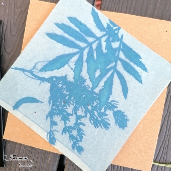 Découvrir la technique du cyanotype - Impression soleil - Papiers photosensibles - Utiliser la nature et le soleil pour créer de petits tableaux bleus cyan - Décorations DIY Chambre enfants - Fleurs, végétations, fougères - Kit Sunprint - Météo et été - Expérience et sciences enfants - - activité créative et manuelle enfants - Bricolage Eté - Tutoriel - Arts visuels, projet collaboratif maternelle et élémentaire - Cycles 1 et 2 - mslf