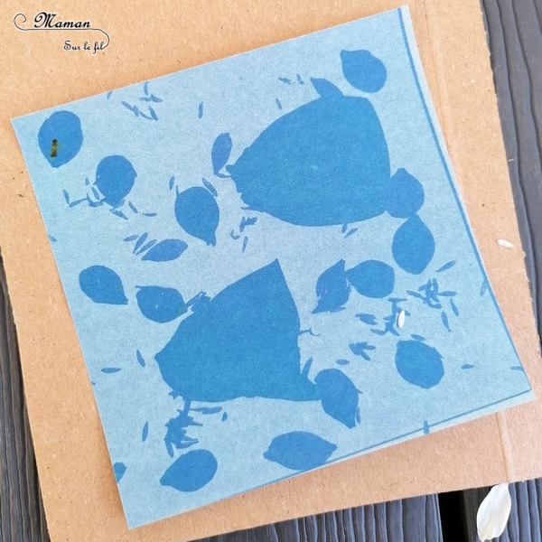 Découvrir la technique du cyanotype - Impression soleil - Papiers photosensibles - Utiliser la nature et le soleil pour créer de petits tableaux bleus cyan - Décorations DIY Chambre enfants - Fleurs, végétations, fougères - Kit Sunprint - Météo et été - Expérience et sciences enfants - - activité créative et manuelle enfants - Bricolage Eté - Tutoriel - Arts visuels, projet collaboratif maternelle et élémentaire - Cycles 1 et 2 - mslf