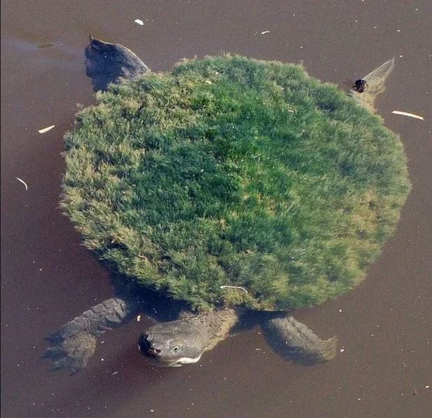 Activité créative et manuelle enfants - Bricolage Récup' Land Art et Nature - Tortues marines de Mary River en Australie - Boite de camembert, bouchons, yeux mobiles, peinture et herbe - DIY - Eté - Créativité - arts visuels en relief et atelier maternelle, Cycle 1, 2 et 3 - Bricolage, décoration DIY - Fait Maison - mslf