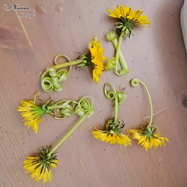 Activité créative enfants - Expérience La danse des pissenlits - Sciences - Fleurs et Printemps - facile rapide et rigolo - Poésie et magie - Nature, cueillette et fleurs du jardin - Land art - Art éphémère - Activité nature de saisons - Printemps - Elémentaire, maternelle, Cycle 1, 2 - mslf