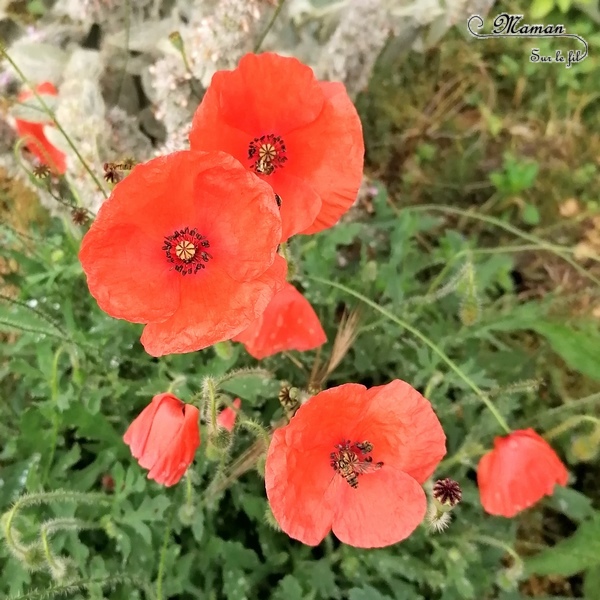 Activité créative et manuelle enfants - Fabriquer des danseuses avec des coquelicots - Land Art - Bricolage facile avec des fleurs - poétique - Fleurs et Printemps - facile rapide et rigolo - Poésie et magie - Nature, cueillette et fleurs du jardin - Land art - Art éphémère - Activité nature de saisons - Printemps - Elémentaire, maternelle, Cycle 1, 2 - mslf