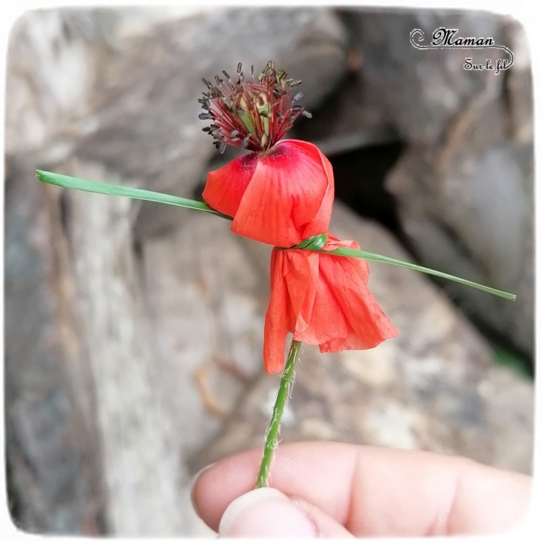 Activité créative et manuelle enfants - Fabriquer des danseuses avec des coquelicots - Land Art - Bricolage facile avec des fleurs - poétique - Fleurs et Printemps - facile rapide et rigolo - Poésie et magie - Nature, cueillette et fleurs du jardin - Land art - Art éphémère - Activité nature de saisons - Printemps - Elémentaire, maternelle, Cycle 1, 2 - mslf