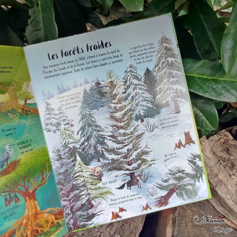 Test et avis livre enfants - Découvrons ensemble Les arbres - éditions Usborne - Livre à rabats - fenêtres - littérature jeunesse - arbres étonnants, parties d'un arbre, au fil des saisons, habitants des arbres, animaux, différents types d'arbres et de forêts, arbres tropicaux, mangrove, forêts froides, arbres remarquables, écologie, jardinage - mslf