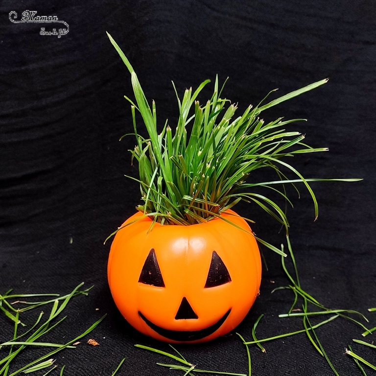 Activité créative et manuelle enfants - Inventer une coiffure à la citrouille Halloween- Invitation à créer et à jouer - Utilisation de loose parts créatifs, matériel et objets divers, éléments de la nature et du jardin, land art, bonbons - Rigolo et ludique - Motricité fine - Bricolage, peur et décoration pour Halloween - Recyclage, surcyclage - Créativité - arts visuels et atelier autonome créatif maternelle et élémentaire - Cycle 1, 2 ou 3 - mslf