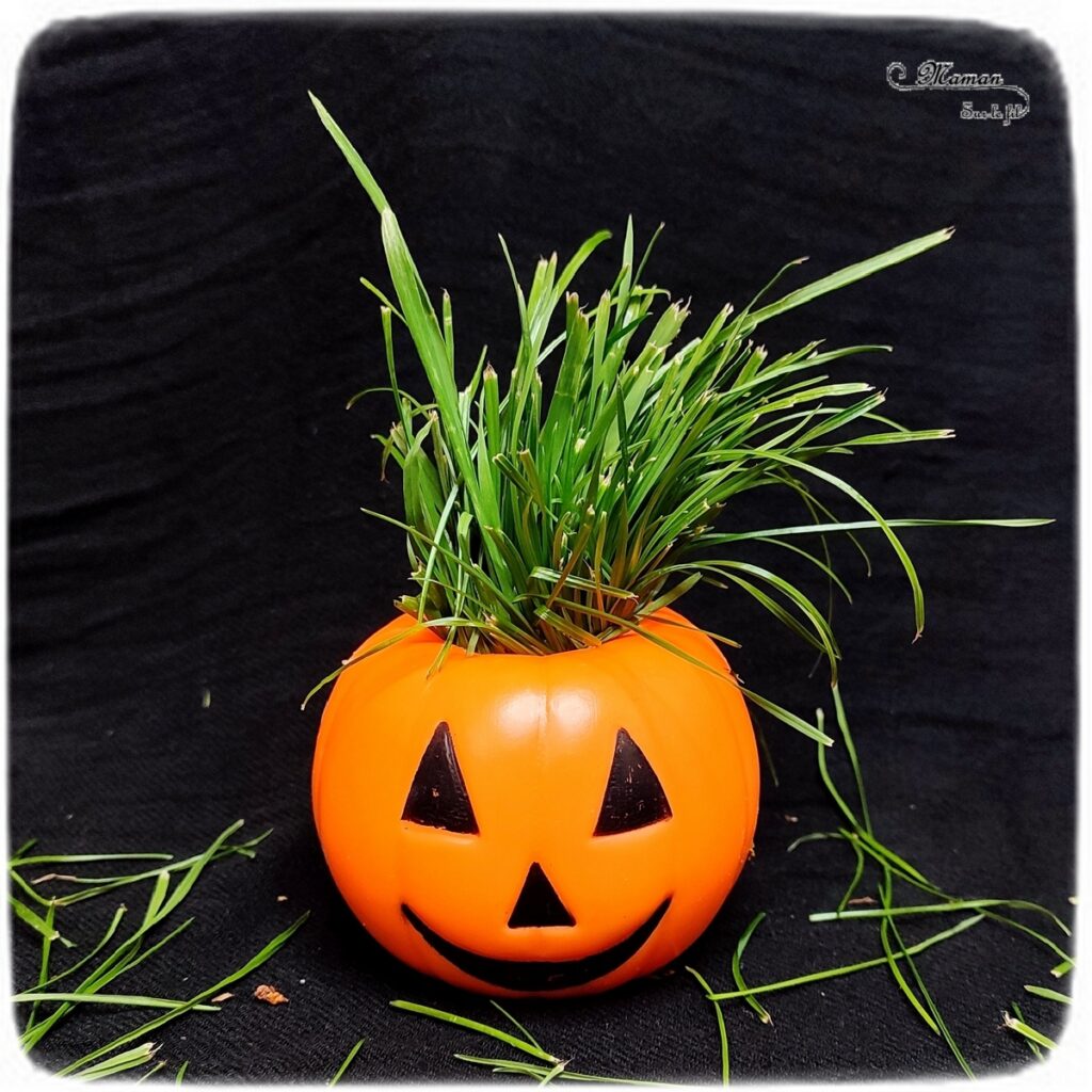 Activité créative et manuelle enfants - Inventer une coiffure à la citrouille Halloween- Invitation à créer et à jouer - Utilisation de loose parts créatifs, matériel et objets divers, éléments de la nature et du jardin, land art, bonbons - Rigolo et ludique - Motricité fine - Bricolage, peur et décoration pour Halloween - Recyclage, surcyclage - Créativité - arts visuels et atelier autonome créatif maternelle et élémentaire - Cycle 1, 2 ou 3 - mslf