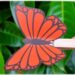 Activité créative et manuelle / bricolage enfants - Fabriquer un papillon qui vole et bat des ailes avec une pince à linge - Récup', recyclage, surcyclage - Papier, découpage, collage - Jeu DIY rigolo - Décoration - Bricolage pour le printemps ou un thème sur les insectes et autres petites bêtes du jardin - animaux - Arts visuels Maternelle et élémentaire - Créativité - Cycle 1 ou 2 - Tutoriel Photos et vidéos - mslf