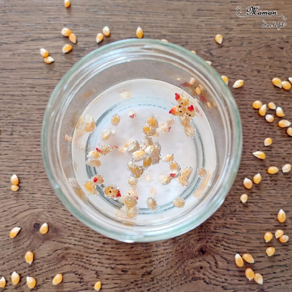 Expérience rigolote : Grains de maïs Poussins dansants - Activité créative et sensorielle pour enfants - Utiliser la réaction Bicarbonate t vinaigre blanc - Poussins qui bougent et qui dansent -exploration, observation - Bricolage facile et ludique pour un thème sur la ferme, les poules, Pâques l'alimentation ou l'agriculture - Atelier Maternelle et élémentaire - Créativité - Cycle 1 ou 2 - tutoriel photos et vidéos - mslf