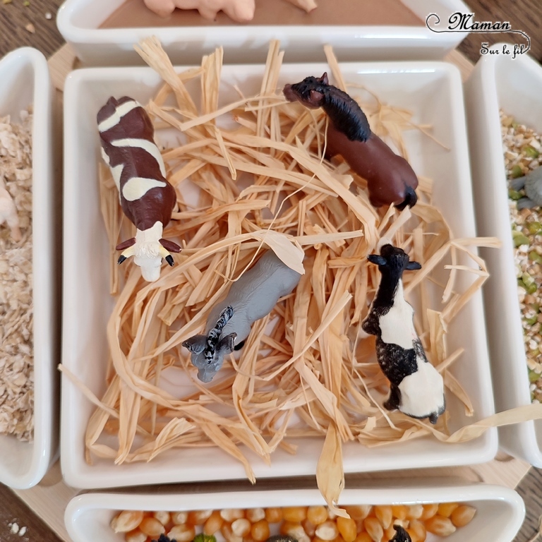 Activité créative et sensorielle pour enfants - Bac sensoriel des animaux de la ferme - Plusieurs compartiments comme invitation à jouer - Mini monde de la ferme - Cochons et boue en pâte à patouille, Oobleck - Poules, coqs, poussins et grains de maïs - Chevaux, ânes, vaches et raffia pour faire la paille - Lapins et mélange orge et pois cassés - Moutons et chèvre et flocons d'avoine - céréales - Différentes textures - Patouille, motricité fine, jeu libre, exploration, sensoriel - Bricolage facile et rapide pour un thème sur les animaux de la ferme, l'alimentation ou l'agriculture - Atelier Maternelle et élémentaire - Créativité - Cycle 1 ou 2 - tutoriel photos et vidéos - mslf