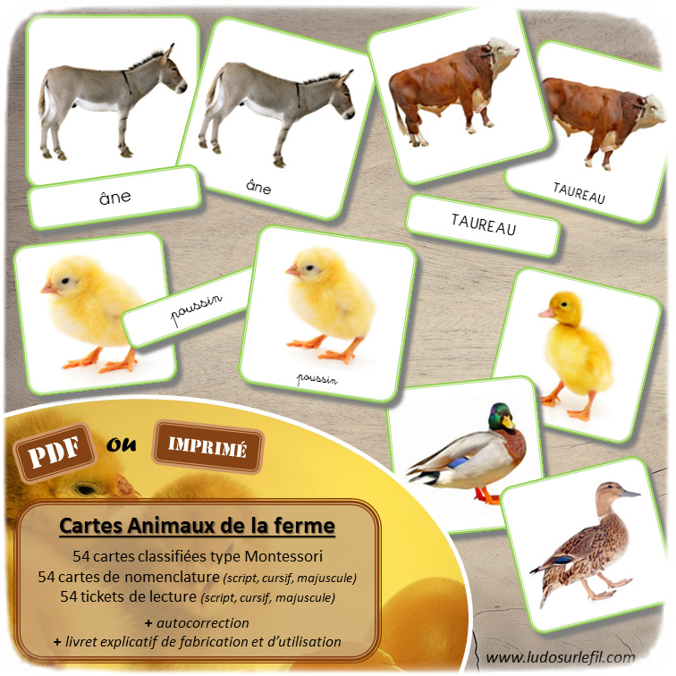 Jeu de cartes type Montessori (classifiées et de nomenclature) - Animaux de la ferme - équidés, bovins, ovins, basse-cour, oiseaux, domestiques... - connus et moins connus - Par famille : mâle reproducteur, femelle, petit ou bébé - ajout du nom générique - Photos avec Fond blanc / isolée - Autocorrection au dos (noms pour lecteurs, symboles pour non lecteurs) - 3 graphies disponibles - Script, majuscule, cursif - Document PDF à télécharger et imprimer ou jeu imprimé - Classification - 54 cartes - Tickets de lecture - atelier autocorrectif maternelle élémentaire - Cycle 1 ou 2 - discrimination visuelle, observation, culture générale, lecture de mots, langage oral, lexique - lslf