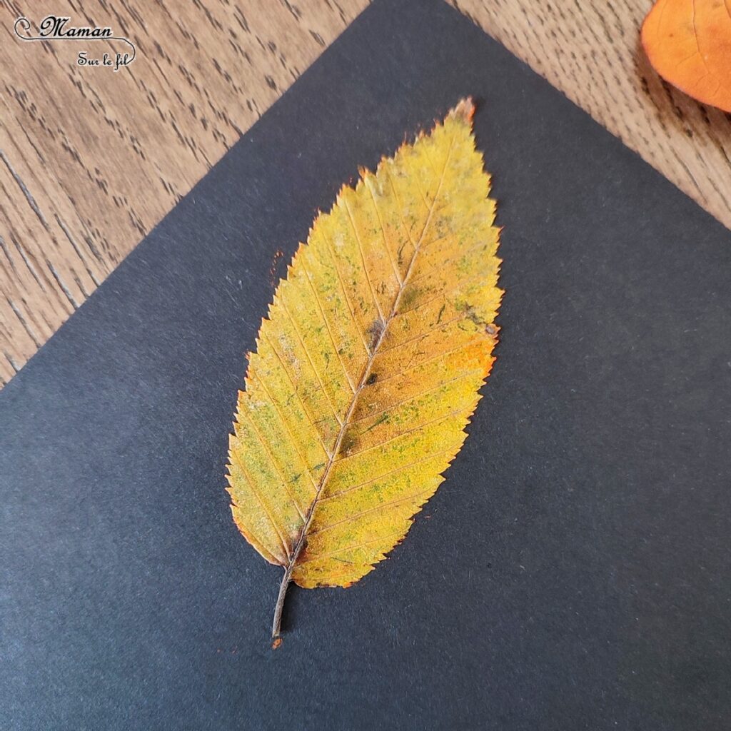 Activité créative et manuelle enfants - Empreintes de feuilles à la peinture et contours - Peindre avec de la gouache en stick et la nature - feuilles mortes d'automne - Dessin et graphisme - Effet aborigène pour un tableau automnal - Land art, atelier nature - Arts visuels - Bricolage - Thème Automne, forêt, arbres - Bricolage facile et rapide - Arts visuels et atelier Maternelle et élémentaire - Créativité - Cycle 1 ou 2 - tutoriel photos - mslf