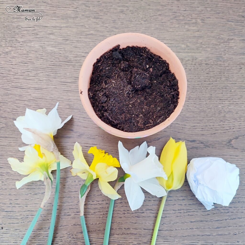 Fabriquer un lapin rigolo qui fouille dans un pot de fleurs : activité créative et manuelle enfants - Boules en papier de brouillon froissé pour le lapin - Pot décoré avec des dessins et graphismes printaniers - Fleurs du jardin, jonquilles, narcisses et tulipes - Décoration entre Pâques et Printemps - Récup', recyclage, surcyclage - Jardinage - Arts visuels et Bricolage - Thème Pâques, fleurs, jardin, printemps et animaux de la ferme - Bricolage facile et rapide - Arts visuels et atelier Maternelle et élémentaire - Créativité - Cycle 1 ou 2 - tutoriel photos - mslf