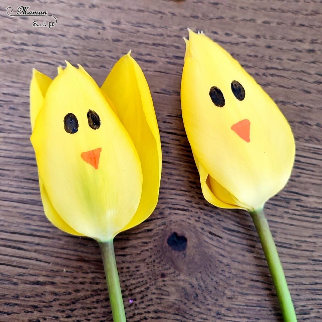 Créer des tulipes Poussins à offrir : activité créative, nature et manuelle enfants - Dessin sur une tulipe jaune pour créer un visage de poussin - noeud avec un ruban pour offrir la fleur - Transition entre printemps et Pâques - Land Art - Fleurs du jardin - Décoration - Jardinage - Arts visuels et Bricolage - Thème Pâques, fleurs, jardin, printemps et animaux de la ferme - Bricolage facile et rapide - Arts visuels et atelier Maternelle et élémentaire - Créativité - Cycle 1 ou 2 - tutoriel photos - mslf