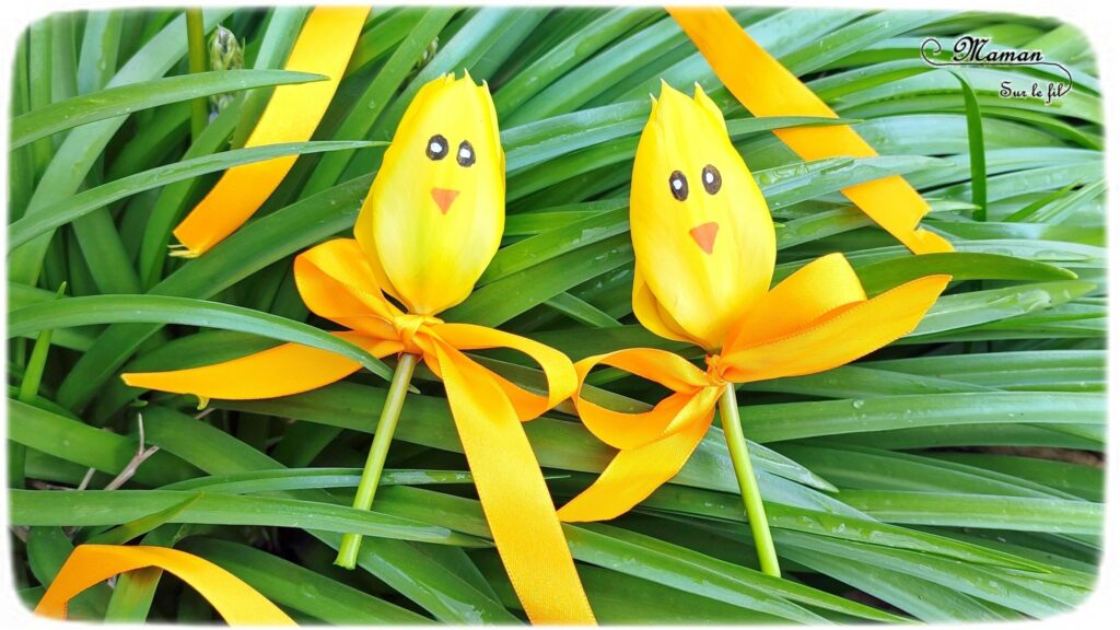 Créer des tulipes Poussins à offrir : activité créative, nature et manuelle enfants - Dessin sur une tulipe jaune pour créer un visage de poussin - noeud avec un ruban pour offrir la fleur - Transition entre printemps et Pâques - Land Art - Fleurs du jardin - Décoration - Jardinage - Arts visuels et Bricolage - Thème Pâques, fleurs, jardin, printemps et animaux de la ferme - Bricolage facile et rapide - Arts visuels et atelier Maternelle et élémentaire - Créativité - Cycle 1 ou 2 - tutoriel photos - mslf