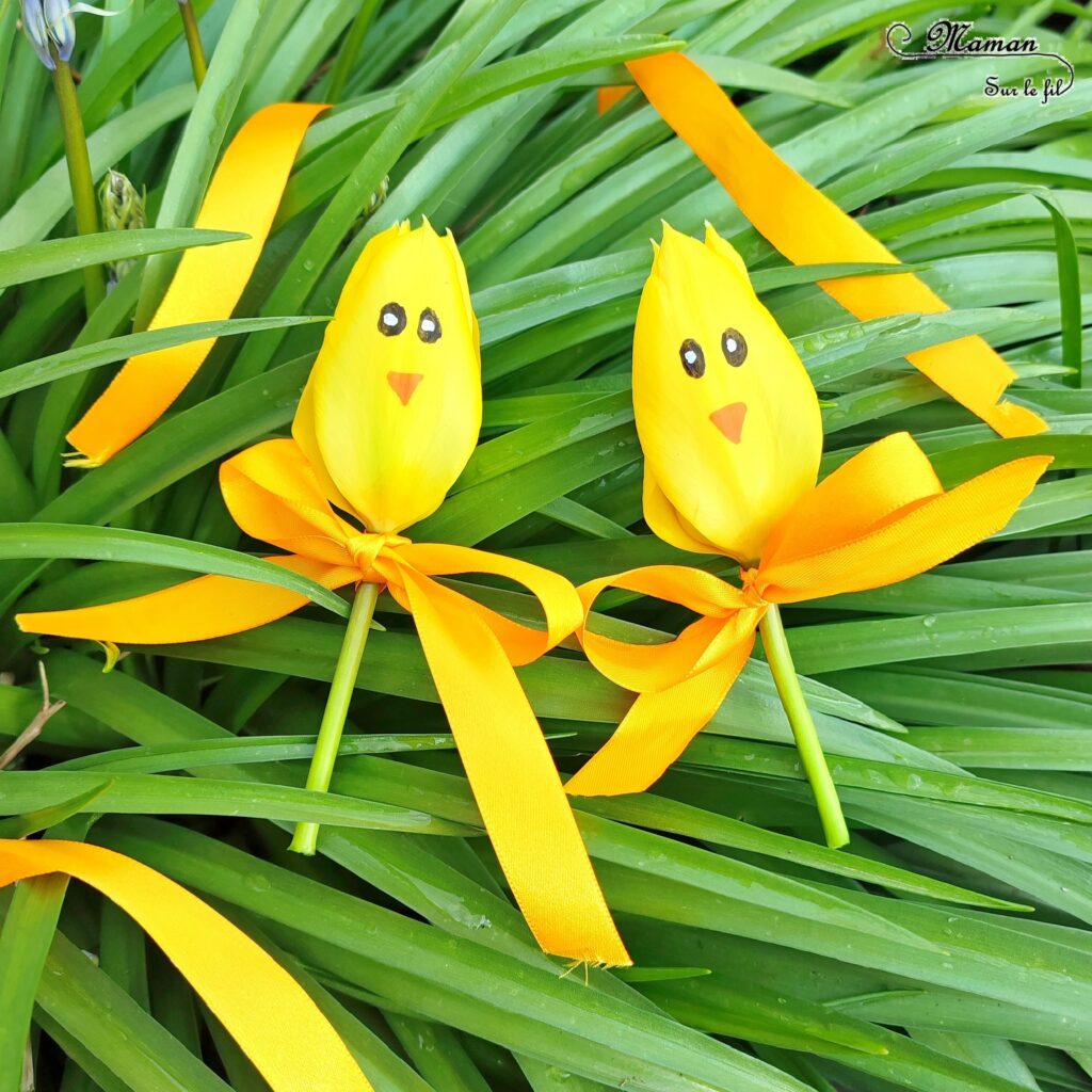 Créer des tulipes Poussins à offrir : activité créative, nature et manuelle enfants - Dessin sur une tulipe jaune pour créer un visage de poussin - noeud avec un ruban pour offrir la fleur - Transition entre printemps et Pâques - Land Art - Fleurs du jardin - Décoration - Jardinage - Arts visuels et Bricolage - Thème Pâques, fleurs, jardin, printemps et animaux de la ferme - Bricolage facile et rapide - Arts visuels et atelier Maternelle et élémentaire - Créativité - Cycle 1 ou 2 - tutoriel photos - mslf