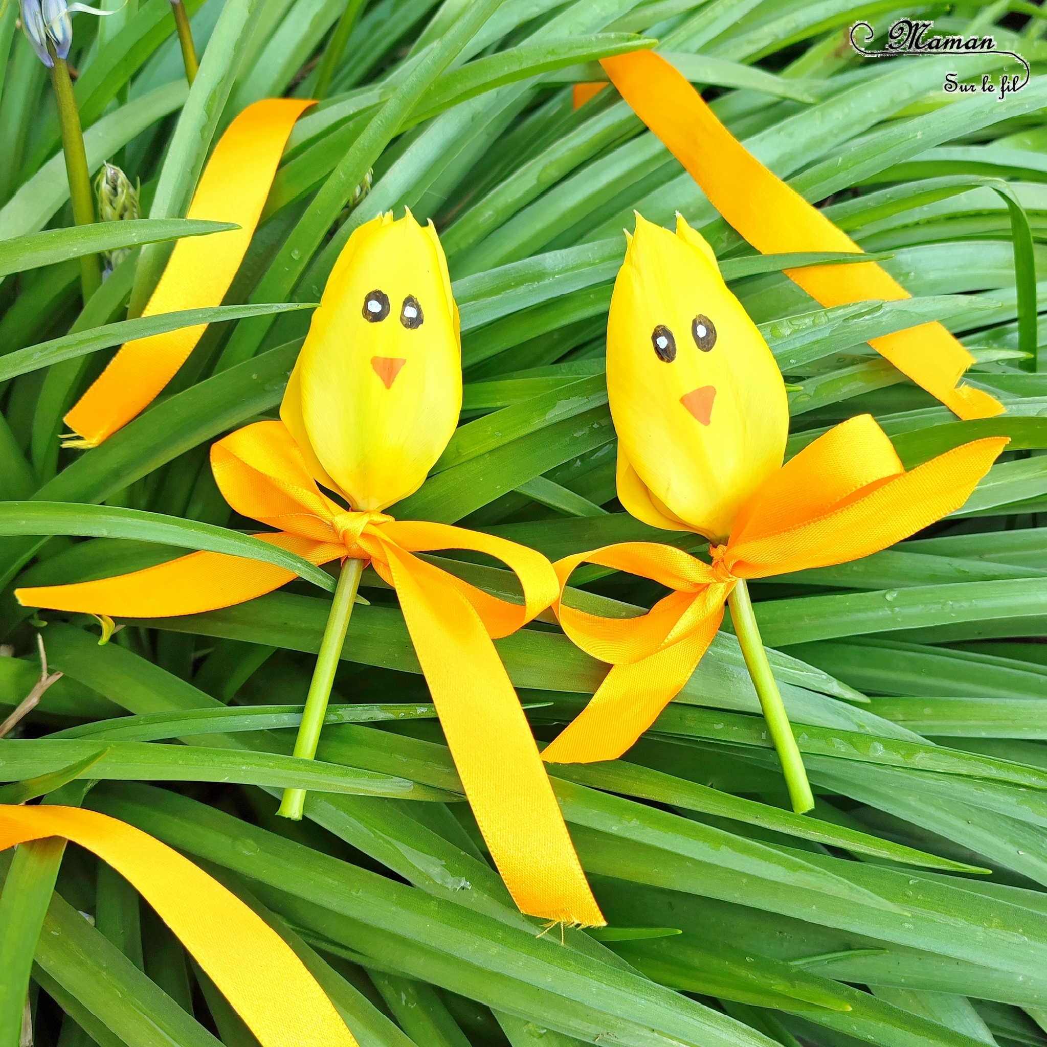 Créer des tulipes Poussins à offrir : activité créative, nature et manuelle enfants - Dessin sur une tulipe jaune pour créer un visage de poussin - noeud avec un ruban pour offrir la fleur - Transition entre printemps et Pâques - Land Art - Fleurs du jardin - Décoration - Jardinage - Arts visuels et Bricolage - Thème Pâques, fleurs, jardin, printemps et animaux de la ferme - Bricolage facile et rapide - Arts visuels et atelier Maternelle et élémentaire - Créativité - Cycle 1 ou 2 - tutoriel photos - mslf