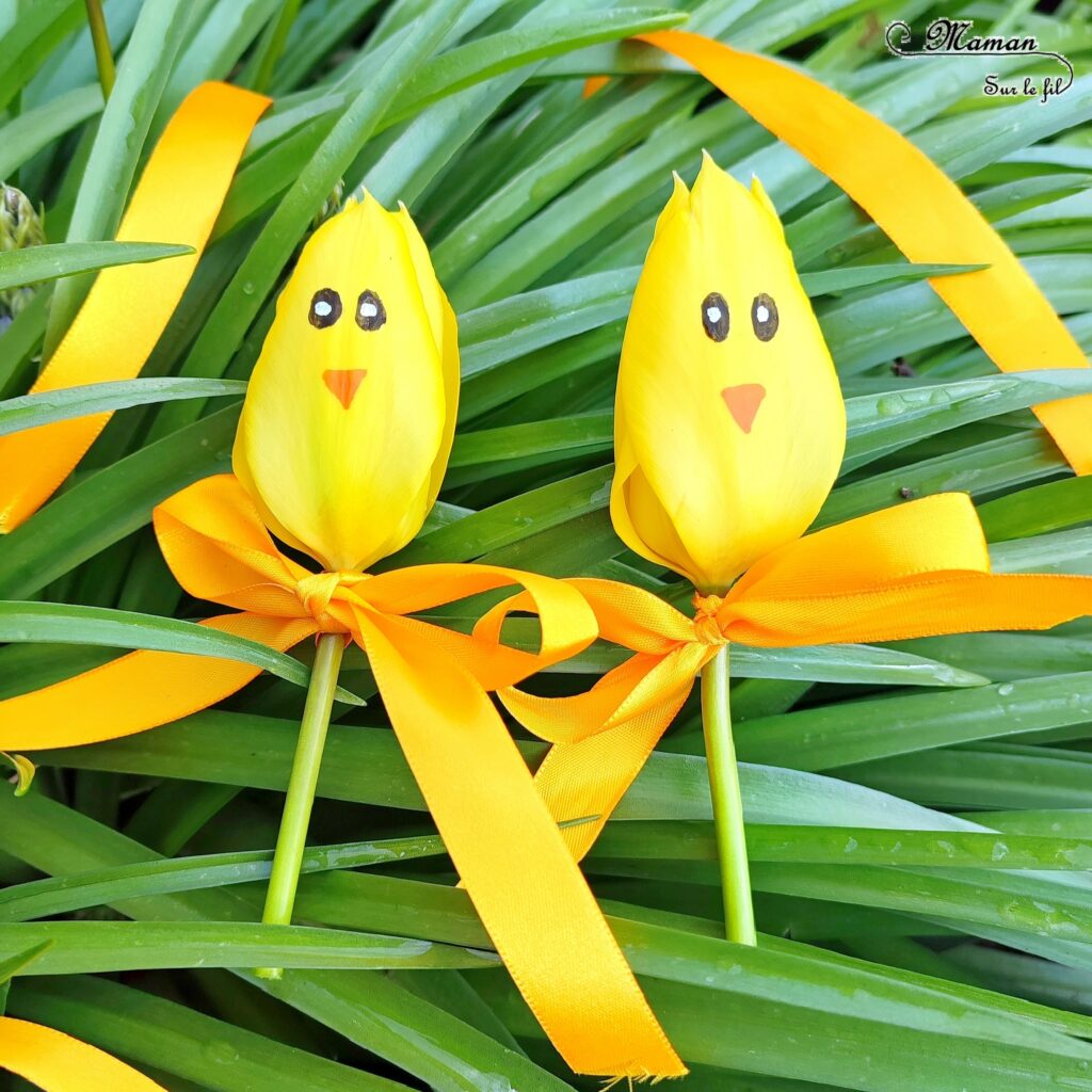 Créer des tulipes Poussins à offrir : activité créative, nature et manuelle enfants - Dessin sur une tulipe jaune pour créer un visage de poussin - noeud avec un ruban pour offrir la fleur - Transition entre printemps et Pâques - Land Art - Fleurs du jardin - Décoration - Jardinage - Arts visuels et Bricolage - Thème Pâques, fleurs, jardin, printemps et animaux de la ferme - Bricolage facile et rapide - Arts visuels et atelier Maternelle et élémentaire - Créativité - Cycle 1 ou 2 - tutoriel photos - mslf