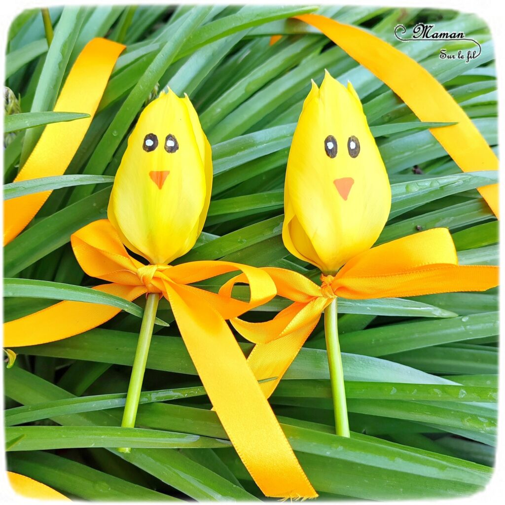 Créer des tulipes Poussins à offrir : activité créative, nature et manuelle enfants - Dessin sur une tulipe jaune pour créer un visage de poussin - noeud avec un ruban pour offrir la fleur - Transition entre printemps et Pâques - Land Art - Fleurs du jardin - Décoration - Jardinage - Arts visuels et Bricolage - Thème Pâques, fleurs, jardin, printemps et animaux de la ferme - Bricolage facile et rapide - Arts visuels et atelier Maternelle et élémentaire - Créativité - Cycle 1 ou 2 - tutoriel photos - mslf