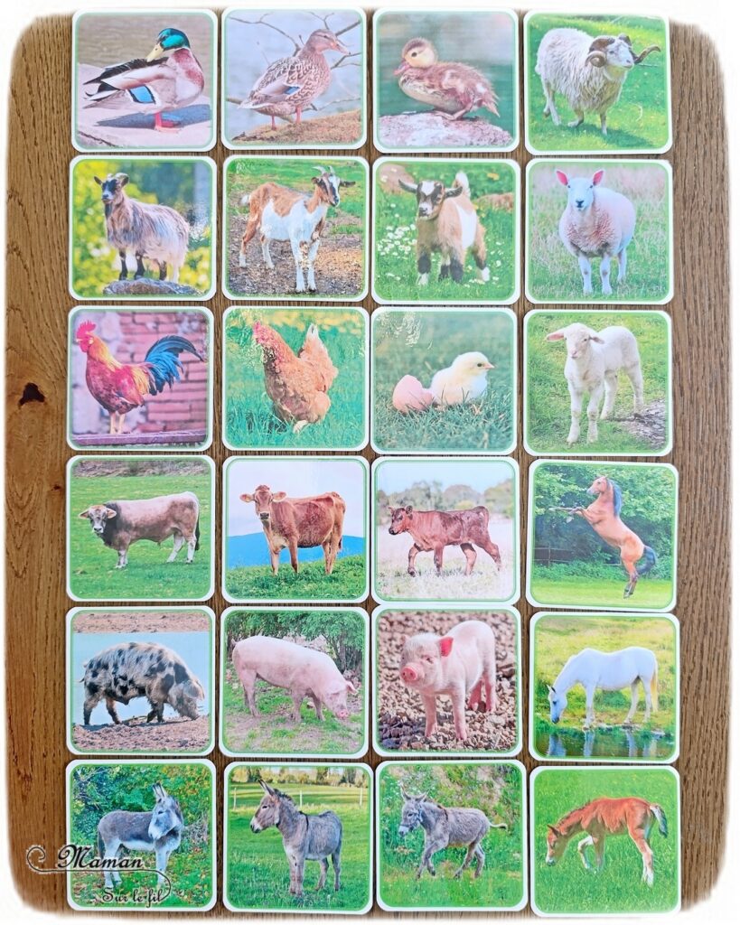 Gribouiller ou dessiner des moutons multicolores : activité créative, dessin et manuelle enfants - Gribouillage aux crayons de couleur - Dessins de boucles de couleurs - Dessin des détails au feutre fin noir - Cartes type Montessori Animaux de la ferme - Association photos fond blanc, fond réel, figurines - Reconstitue les familles : mâles, femelles, bébés - Simple, coloré et joli - Thème Pâques, printemps, animaux de la ferme - Bricolage et décoration sympa et facile - Arts visuels maternelle et élémentaire - Cycles 1 et 2 - Créativité - tutoriel photos - mslf