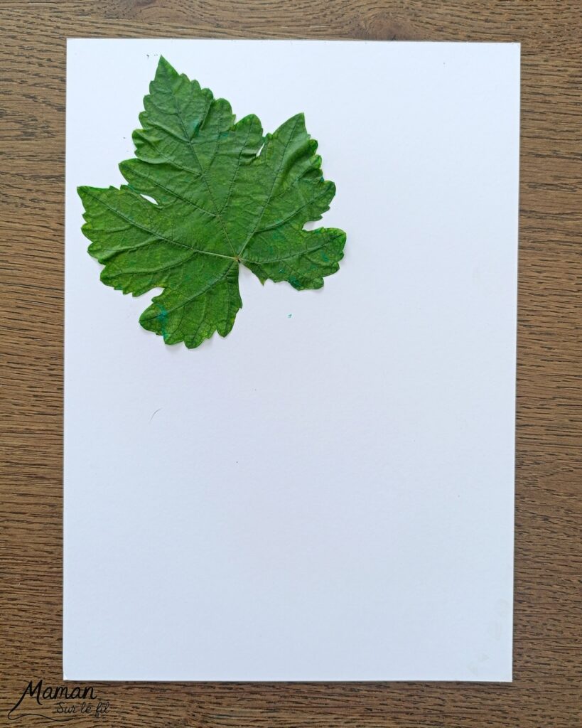 Peindre une grappe de raisin avec des empreintes de feuilles et des pompons : activité créative, peinture et manuelle enfants - Land art, art nature avec empreintes de feuilles de vigne - Dessin - Grains de raisin peints avec un pompon et une pince à linge - Dessin des reflets des grains et graphismes - Bricolage DIY facile et rapide - Thème automne, raisins, fruits et légumes, potager - Décoration DIY - Bricolage et décoration sympa et facile - Arts visuels maternelle et élémentaire - Cycles 1 et 2 - Créativité - tutoriel photos et vidéo - mslf