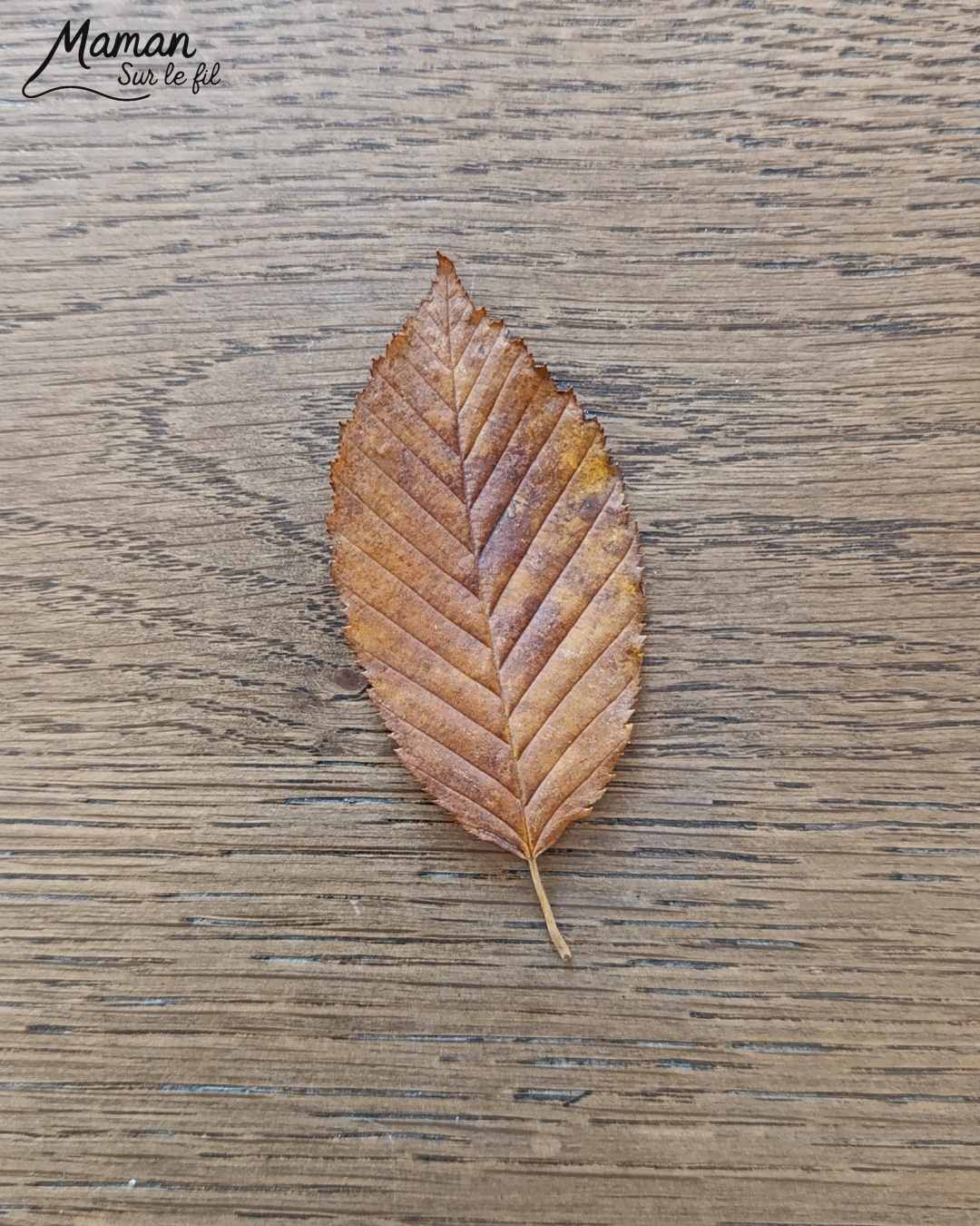 Peindre des fantômes en empreintes de feuilles : activité créative, peinture et manuelle enfants - Utilisation des feuilles mortes d'automne - Les peindre avec de la gouache en stick et utiliser les empreintes - Land art et nature - Gommettes Yeux et dessin - Bricolage et décoration DIY et facile - Bricolage Fait maison, décoration - Thème Halloween, nuit, peur, fantômes - Bricolage sympa et facile - Arts visuels Maternelle et cycle 2 - Maternelle et élémentaire - Créativité - Cycle 1 ou 2 - tutoriel photos et vidéo - mslf