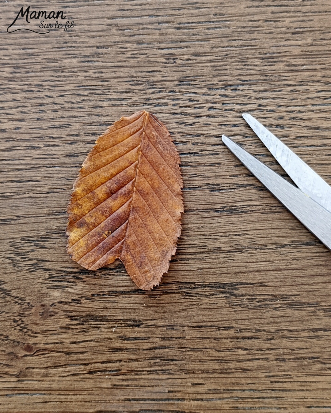 Peindre des fantômes en empreintes de feuilles : activité créative, peinture et manuelle enfants - Utilisation des feuilles mortes d'automne - Les peindre avec de la gouache en stick et utiliser les empreintes - Land art et nature - Gommettes Yeux et dessin - Bricolage et décoration DIY et facile - Bricolage Fait maison, décoration - Thème Halloween, nuit, peur, fantômes - Bricolage sympa et facile - Arts visuels Maternelle et cycle 2 - Maternelle et élémentaire - Créativité - Cycle 1 ou 2 - tutoriel photos et vidéo - mslf