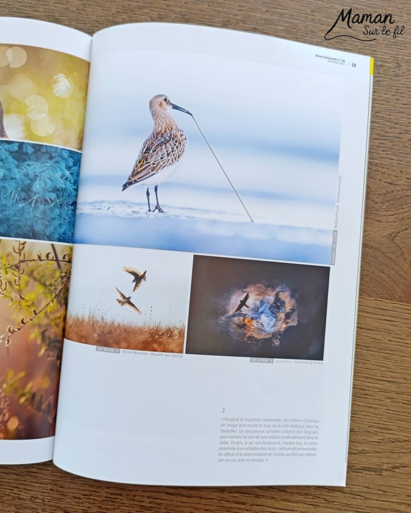 Fabriquer un loup avec une assiette en carton et présentation des magazines Salamandre : activité créative, récup' et manuelle et lecture enfants - Recyclage, surcyclage d'une assiette en carton - Peinture et bricolage simple - Découpage et collage de papier - Magazines Salamandre parfaits pour les petits amoureux de la nature et des animaux - 3 version pour tout âge - Complet et qualitatif - Reportages, belles photos, BD, jeux, activités manuelles... - Bricolage et décoration DIY et facile - Bricolage Fait maison, décoration - Thème hiver, animaux de la montage, de la forêt, nature - Bricolage sympa et facile - Arts visuels Maternelle et cycle 2 - Maternelle et élémentaire - Créativité et lecture jeunesse - Cycle 1 ou 2 - tutoriel photos - mslf