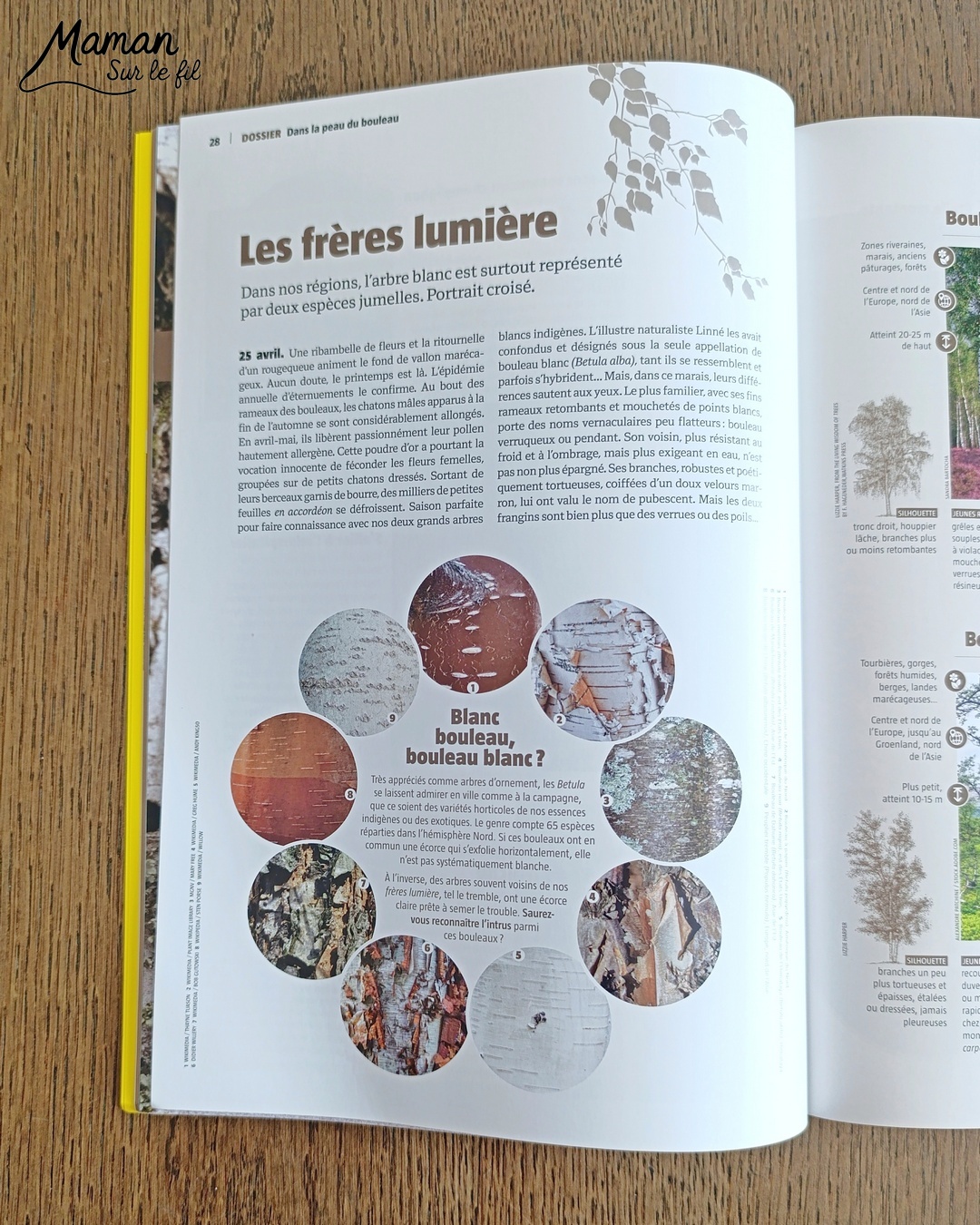 Créer un bouleau d'amour et présentation du nouveau magazine Revue Salamandre : activité créative, collage, peinture et manuelle et lecture enfants - Peindre le tronc du bouleau avec une bande de carton - Arbre d'amour avec coeurs perforés et collés - Perforatrice et collage - Bricolage simple avec papier plein d'amour - Magazine Revue Salamandre parfait pour les ados et adultes amoureux de la nature et des animaux - 13 ans et plus - Collège, Lycée - 3 version pour tout âge - Complet et qualitatif - Reportages, belles photos, BD, jeux, activités manuelles... - Bricolage et décoration DIY et facile - Bricolage Fait maison, décoration - Thème Saint Valentin, amour, amitié, forêt, arbres, nature - Bricolage sympa et facile - Arts visuels Maternelle et cycle 2 - Maternelle et élémentaire - Créativité et lecture jeunesse - Cycle 1 ou 2 - tutoriel photos - mslf